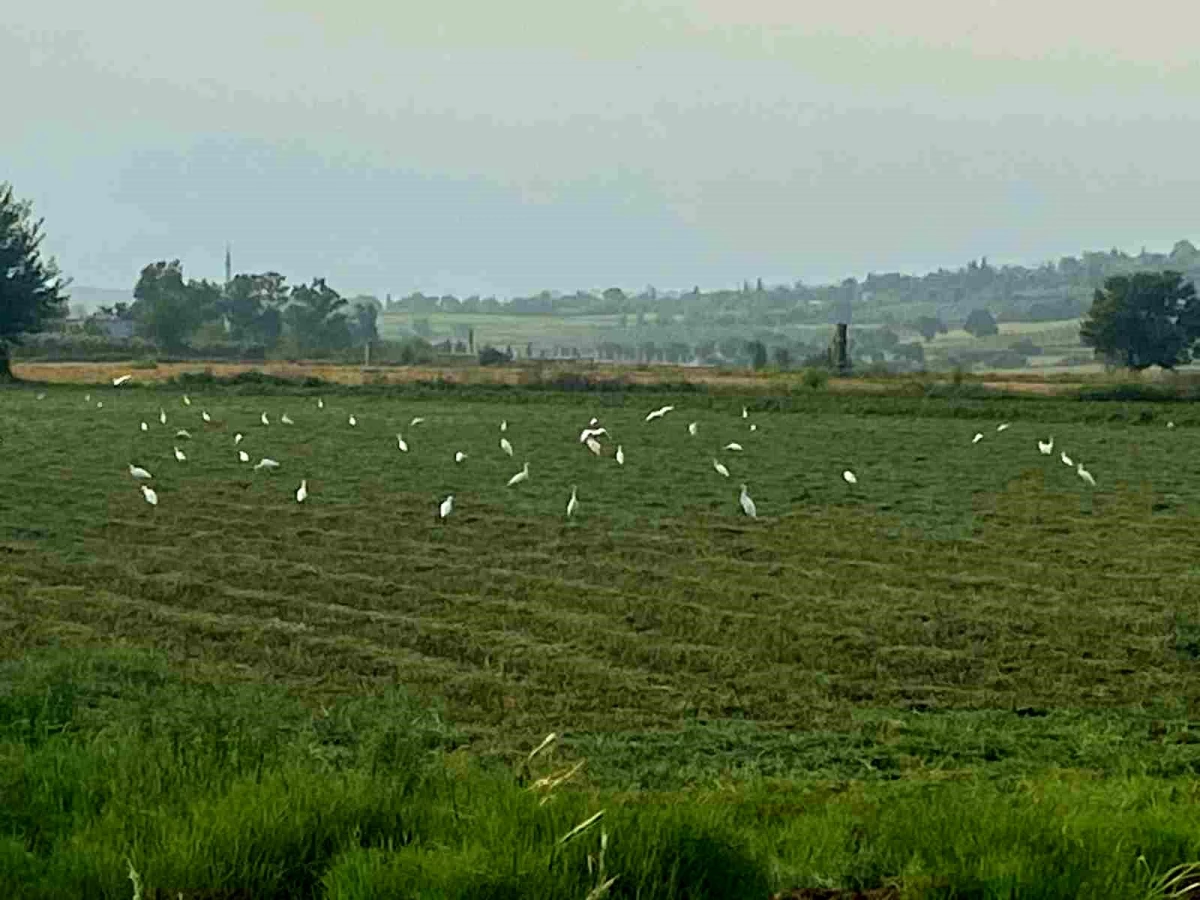 Osmaniye’de Göçmen Kuşlar Çiftçilere Destek Oluyor
